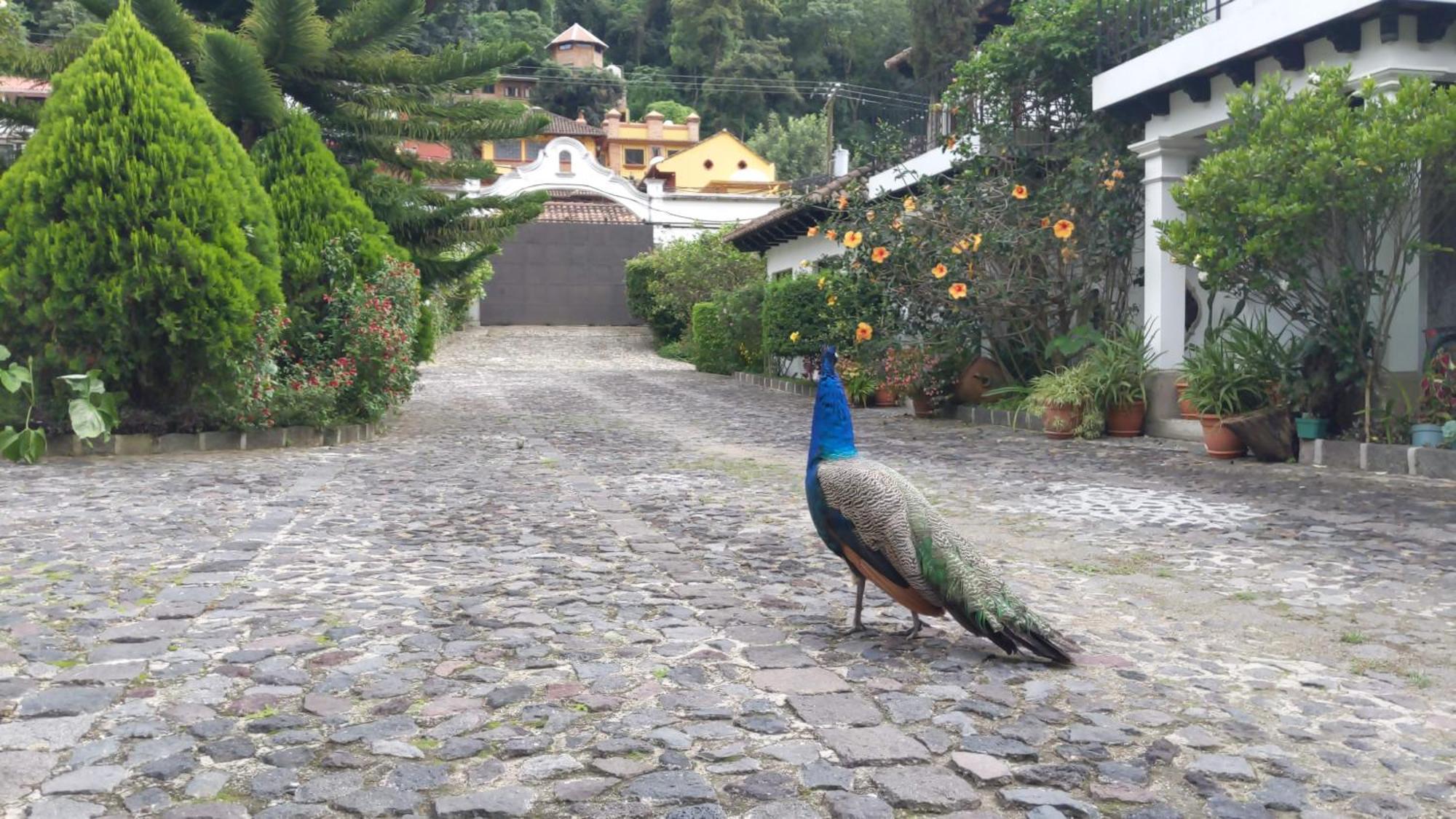 Hotel Y Jardines Casa Buho Antigua Eksteriør bilde
