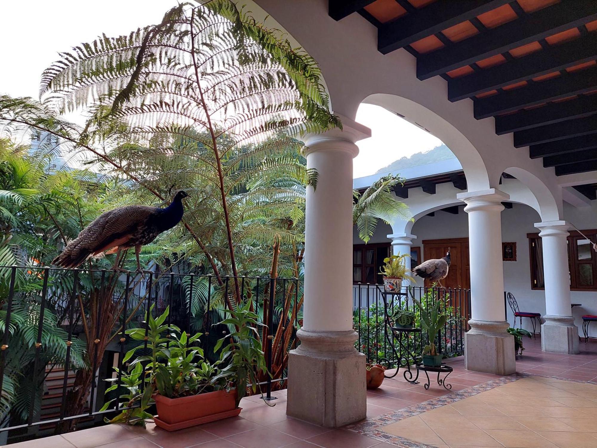 Hotel Y Jardines Casa Buho Antigua Eksteriør bilde
